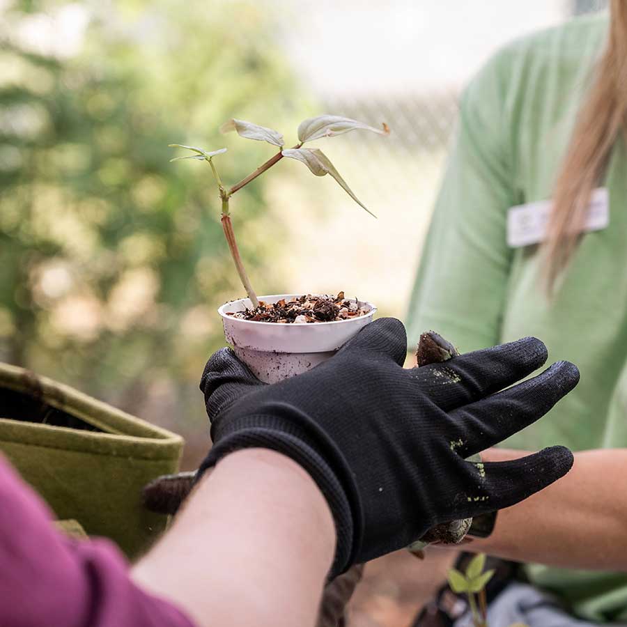 New plant bud | Garden Club STARability Foundation